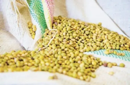 soya-beans soya-beans