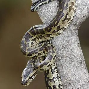 wpid-python.jpg