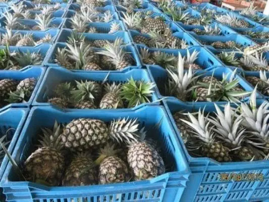Government to raise Ghana’s exports into US
