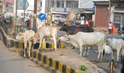 cattle