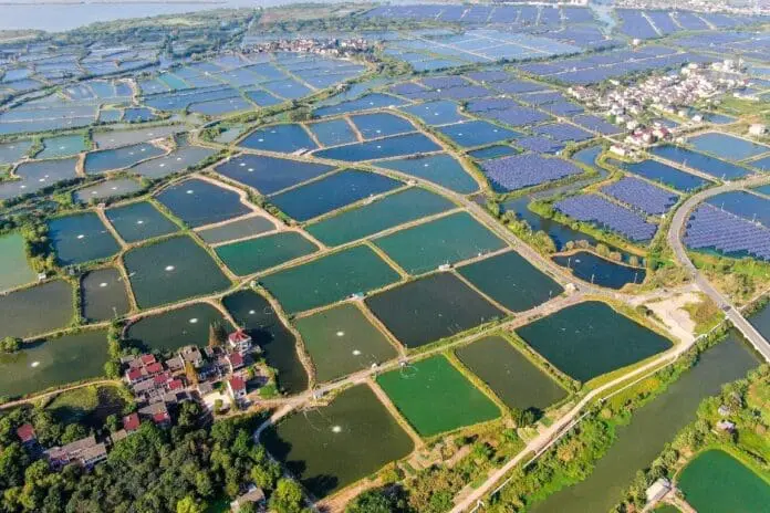 Photo taken on Oct. 4, 2021 shows an aerial view of a fish-light complementary photovoltaic power generation project in Digang village, Nanxun district, Huzhou city, east China’s Zhejiang province. (Photo by Zhou Hongfeng/People’s Daily Online) Fish Light Complementary