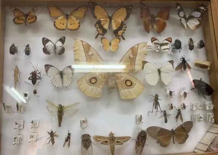 Insects Population Insects Population