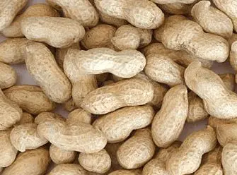 Improved Groundnut Varieties Improved Groundnut Varieties
