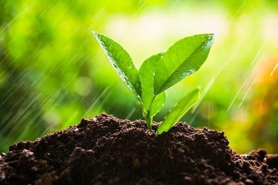 Planting trees
