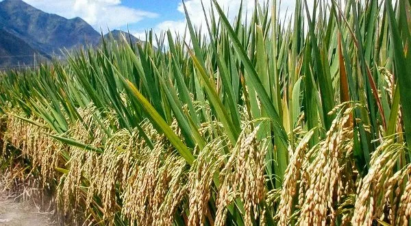 Rice Paddy Production Rice Paddy Production