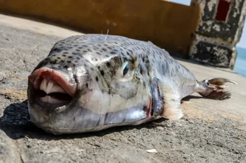 Greece Launches Bounty on Toxic Pufferfish Damaging Nets